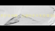 边牧白色毛发养护全攻略边境牧羊犬毛发清洁技巧大公开
