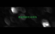 泰迪狗能吃冰棍吗