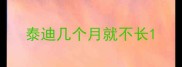 泰迪几个月就不长