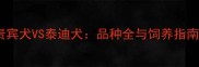贵宾犬VS泰迪犬品种全与饲养指南