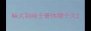 柴犬和哈士奇体哪个大