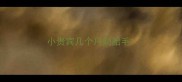 小贵宾几个月剃胎毛