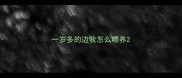 一岁多的边牧怎么喂养