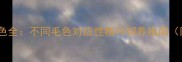 泰迪犬颜色全不同毛色对应性格与饲养指南附图片