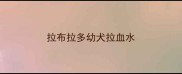 拉布拉多幼犬拉血水
