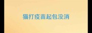 猫打疫苗起包没消