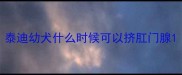 泰迪幼犬什么时候可以挤肛门腺