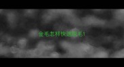 金毛怎样快速脱毛