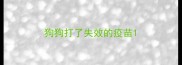 狗狗打了失效的疫苗