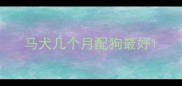 马犬几个月配狗最好