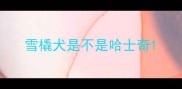 雪橇犬是不是哈士奇