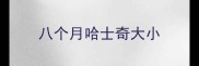 八个月哈士奇大小