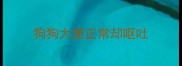 狗狗大便正常却呕吐