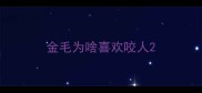 金毛为啥喜欢咬人