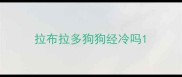 拉布拉多狗狗经冷吗