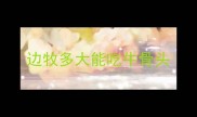边牧多大能吃牛骨头