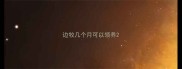 边牧几个月可以领养