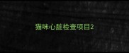 猫咪心脏检查项目