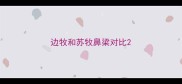 边牧和苏牧鼻梁对比