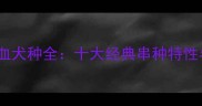 拉布拉多混血犬种全十大经典串种特性与饲养指南