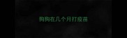 狗狗在几个月打疫苗