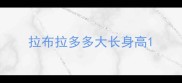 拉布拉多多大长身高