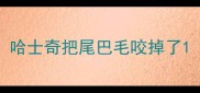 哈士奇把尾巴毛咬掉了