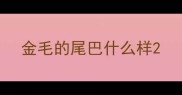 金毛的尾巴什么样