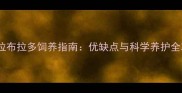 黑色拉布拉多饲养指南优缺点与科学养护全攻略