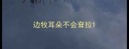 边牧耳朵不会耷拉