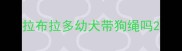 拉布拉多幼犬带狗绳吗