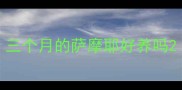 三个月的萨摩耶好养吗
