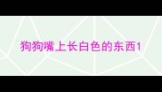 狗狗嘴上长白色的东西