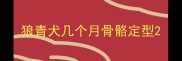 狼青犬几个月骨骼定型