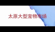 太原大型宠物市场