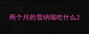 两个月的雪纳瑞吃什么