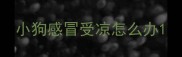 小狗感冒受凉怎么办