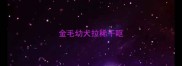 金毛幼犬拉稀干呕