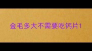 金毛多大不需要吃钙片