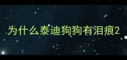 为什么泰迪狗狗有泪痕