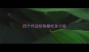 四个月边牧每餐吃多少钱