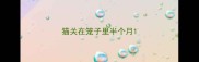 猫关在笼子里半个月