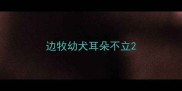 边牧幼犬耳朵不立