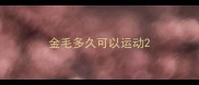 金毛多久可以运动