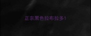 正宗黑色拉布拉多