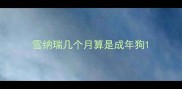 雪纳瑞几个月算是成年狗