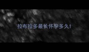 拉布拉多最长怀孕多久