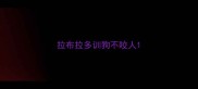 拉布拉多训狗不咬人