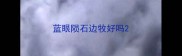 蓝眼陨石边牧好吗