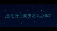 金毛身上脱皮怎么办啊